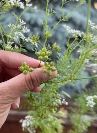 Coriander Seeds